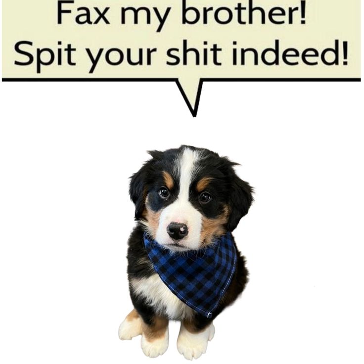 caninepoetry (@caninepoetry_) on Twitter photo 
