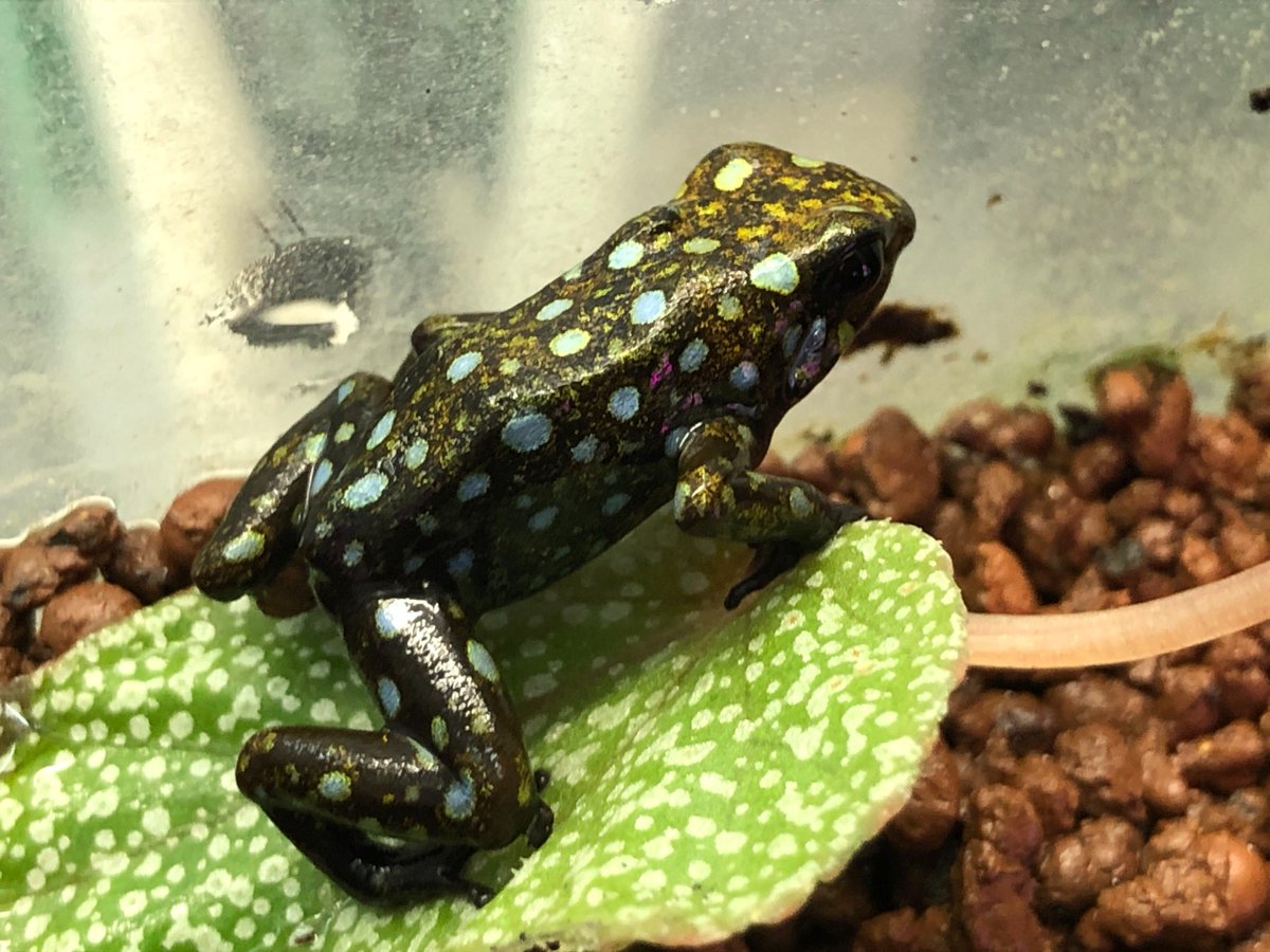 charm_reptiles's tweet photo. #シルバティカヤドクガエル シトゥワ🇨🇴
シルバティカの中でも流通量が極めて少ないモルフ
青や黄色、オレンジ色の細かい粒上の模様は息をのむような美しさ😍
光が当たると本当に宝石のようです💎
https://t.co/8SvSELIfyf
#チャーム両生類 #シルバティカヤドクガエル
#Oophaga #sylvatica https://t.co/f5jp41k4dg