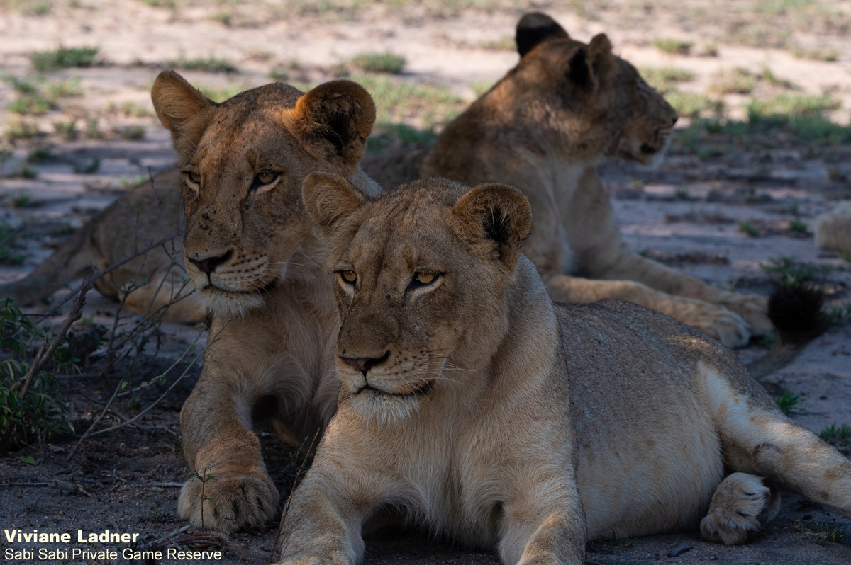 SabiSabiReserve's tweet image. The Msuthlu Pride left the Selati Camp waterhole overnight. Tracks misled us until a hyena carrying intestines confirmed a kill. The adults had moved off, but we eventually found the youngsters, relaxed and exploring the open plains. #lions #safari #wildlife