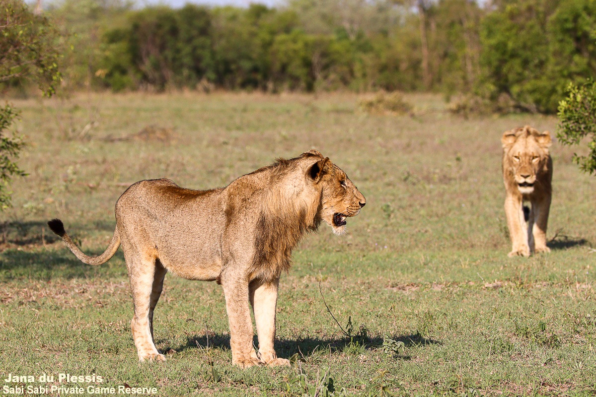 SabiSabiReserve's tweet image. The Msuthlu Pride left the Selati Camp waterhole overnight. Tracks misled us until a hyena carrying intestines confirmed a kill. The adults had moved off, but we eventually found the youngsters, relaxed and exploring the open plains. #lions #safari #wildlife