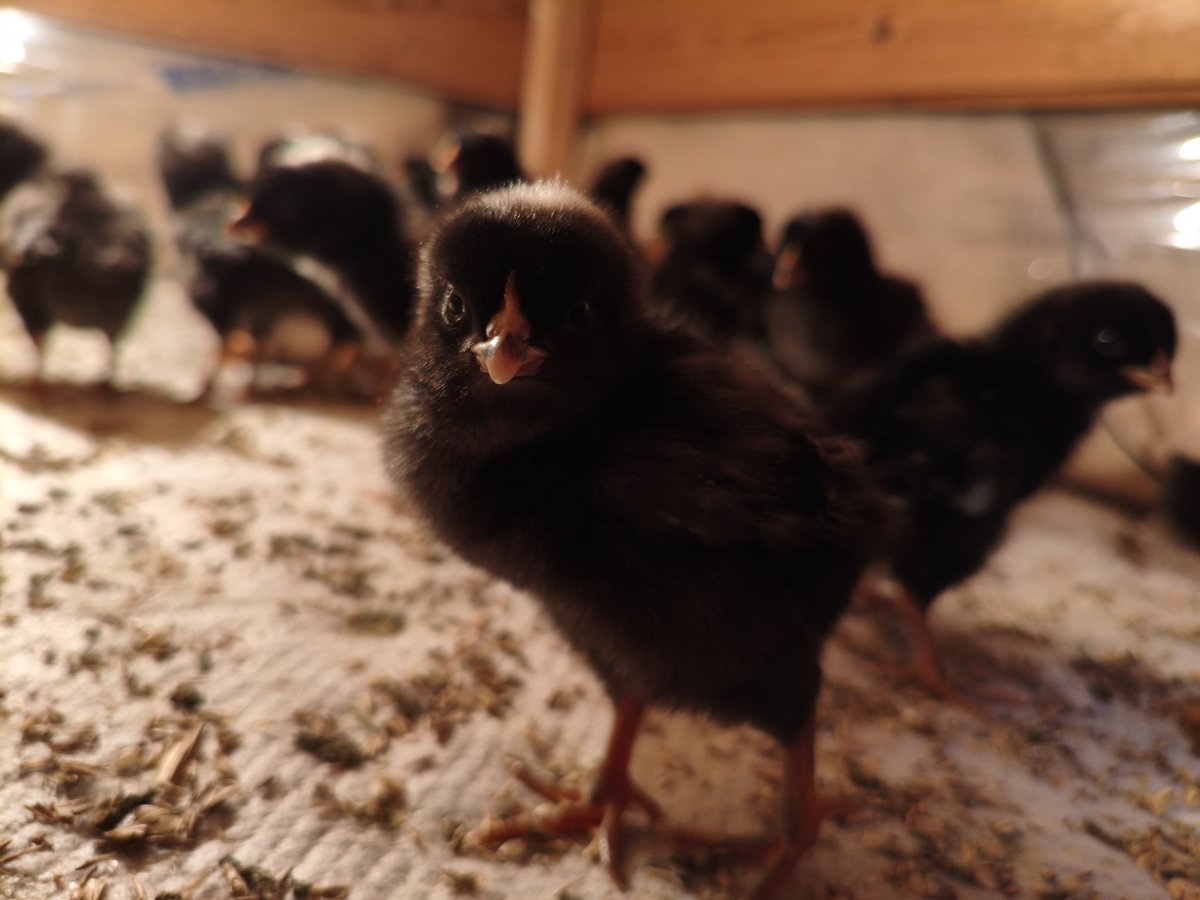 ちびくろ Post by ちびくろ on X: 毎日かわいい