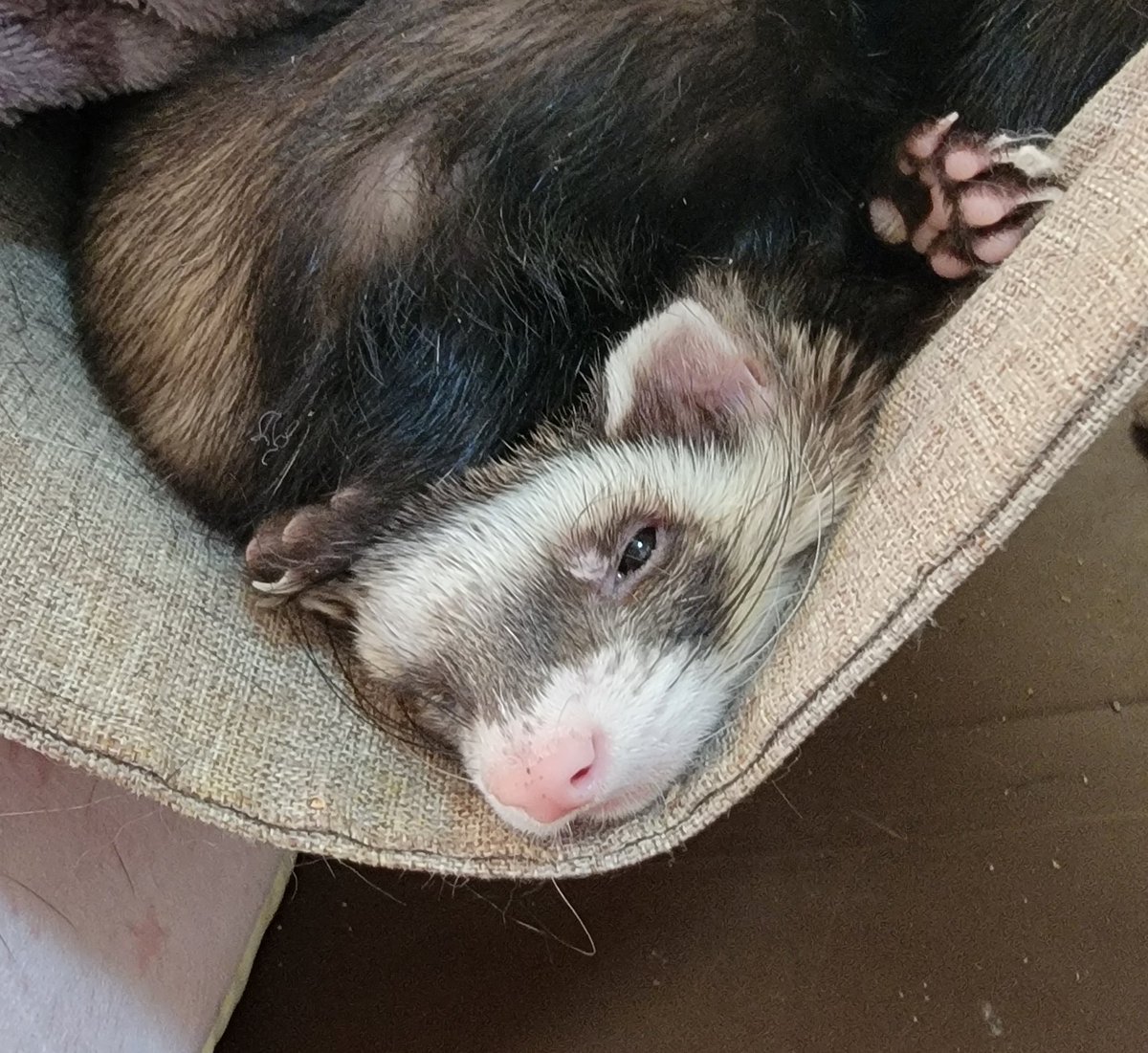 ferret_support's tweet photo. 【今日のいたち】
つぶされてぺしゃんこになってる…🥹
と思ったらにょろりん生えてくるタオちゃんでした🐾 https://t.co/VhjSMp8YtC