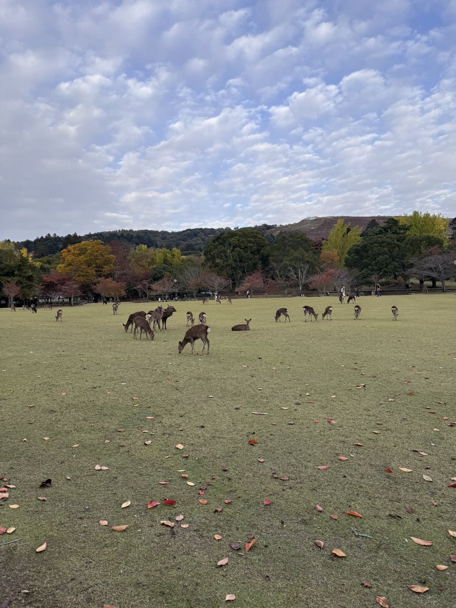 Nara Park 😎