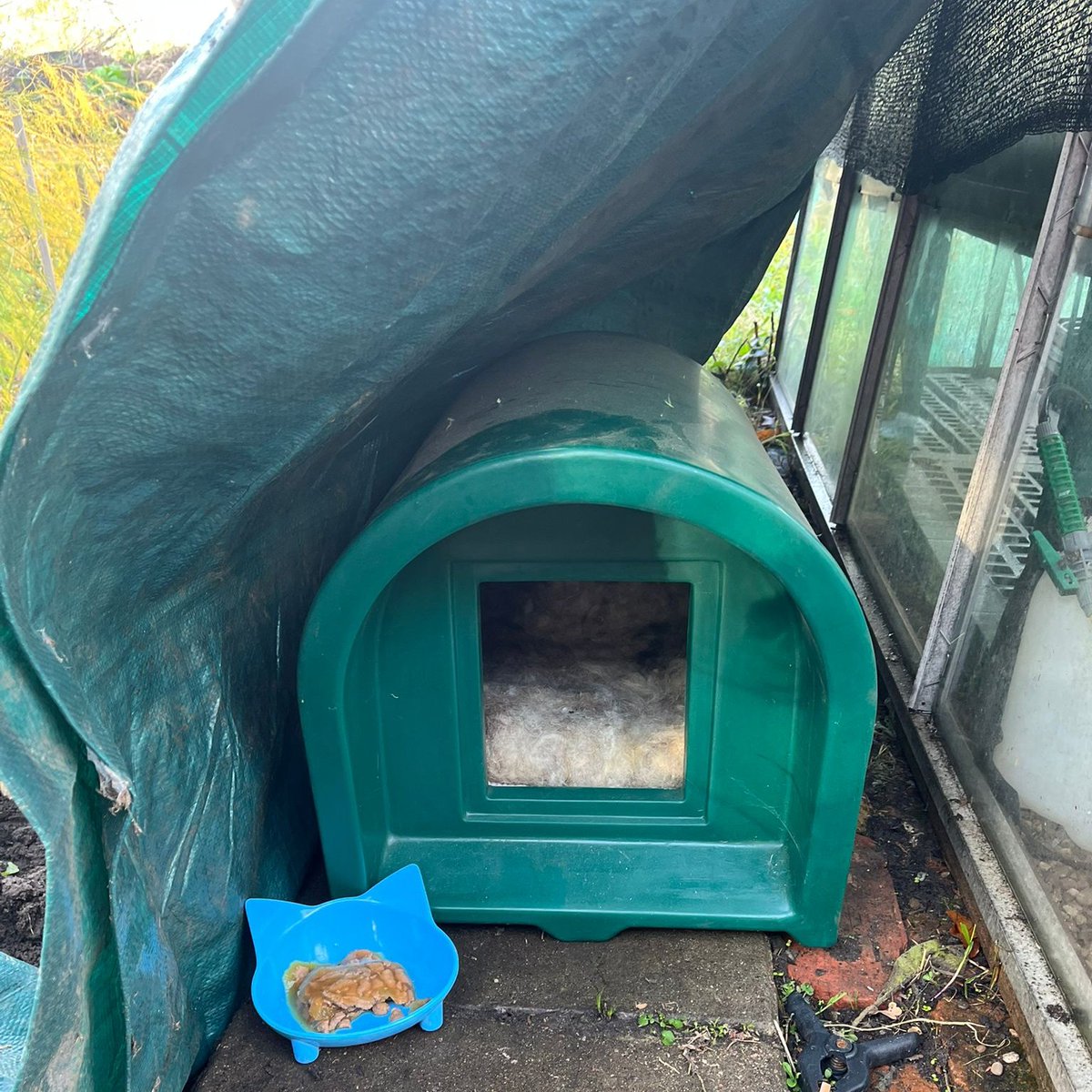 (Maurine)
Betty thought you might like a little update from me, so here goes....
I've settled down really well. Sammy put an igloo next to her greenhouse and I've been sleeping there at night.
I think she will put it inside the shed soon.
She gives me food there but I am still