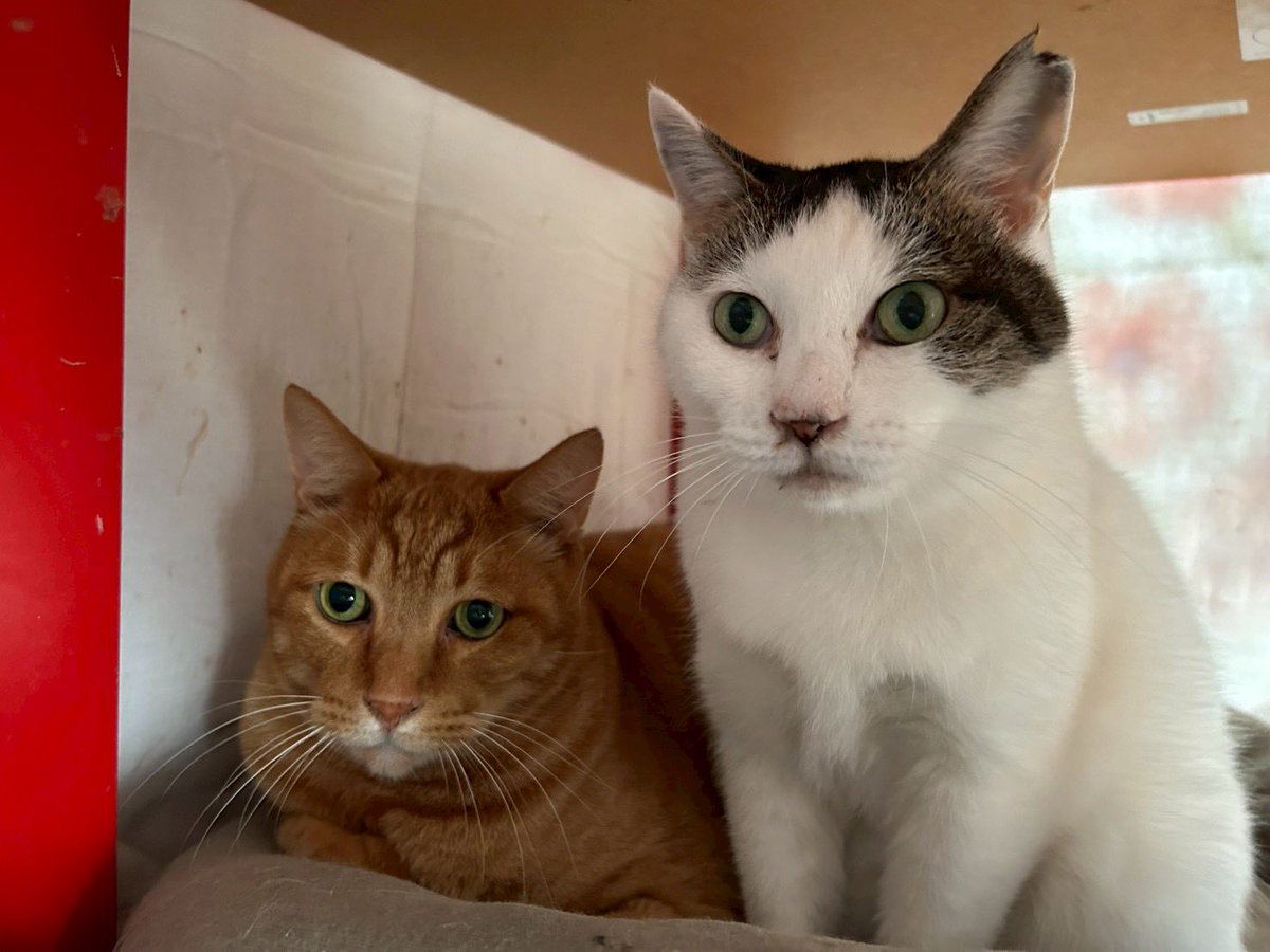 Bページ 252522プロジェクト~ 100匹の猫の里親繋ぎ (@100_252522) / Posts / X