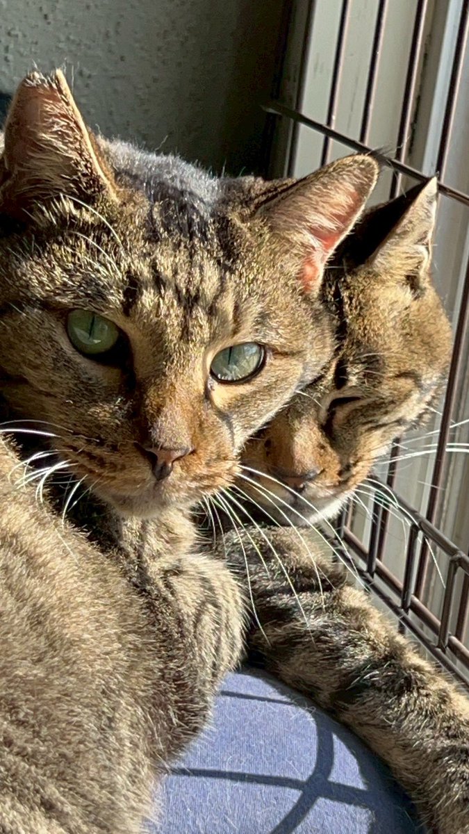 トイレシーツとドライフードをたくさんご支援いただきました。 お名前