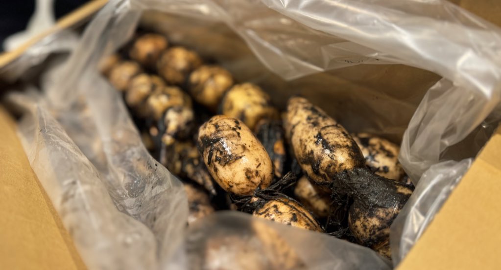 今日はレンコンの日らしいです。 世界中を回ったシェフの意見ですが