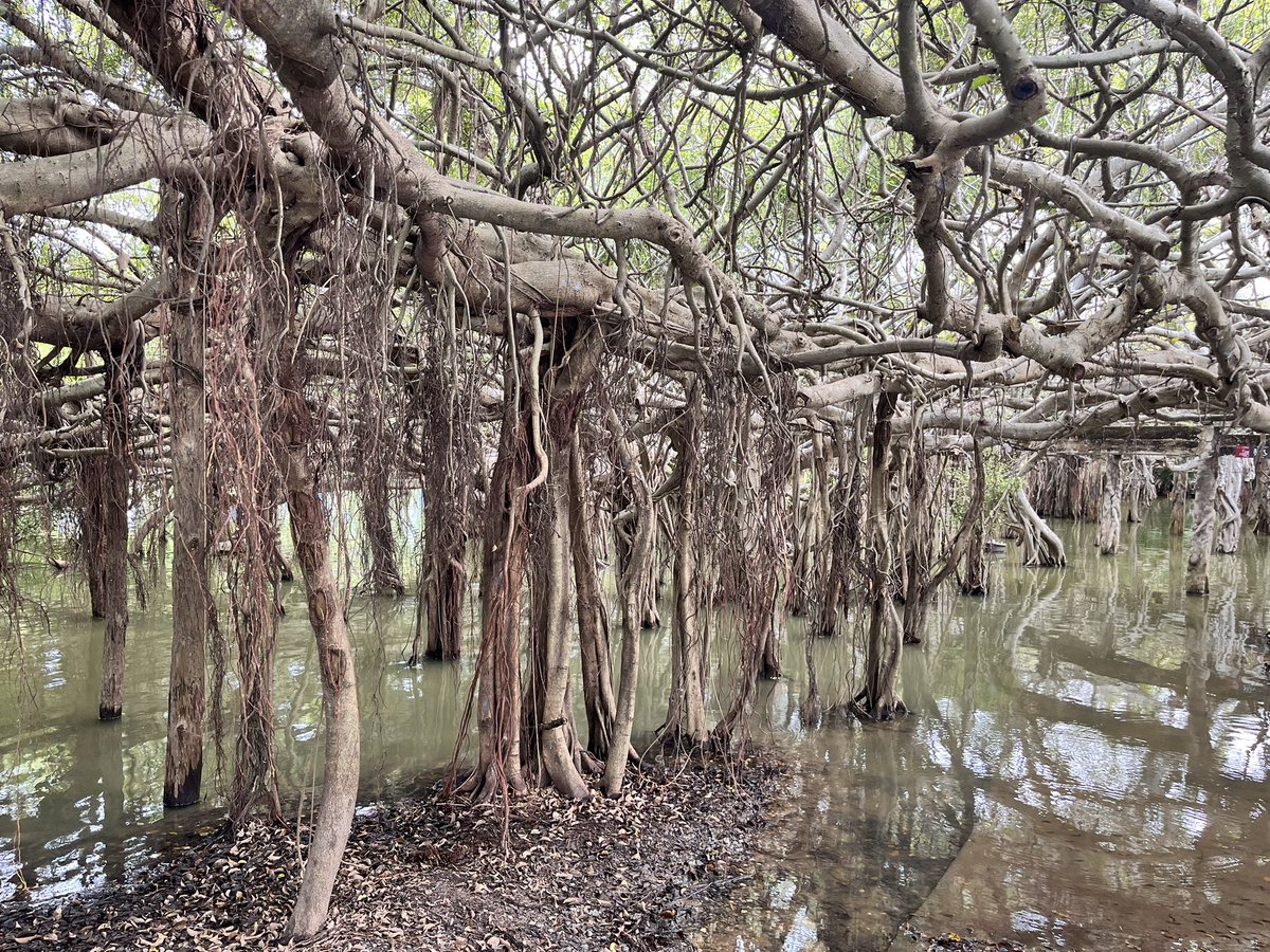 Xanten111's tweet photo. Wet feet at Sai Ngam. #Thailand #Phimai https://t.co/Tirz9RvOb9