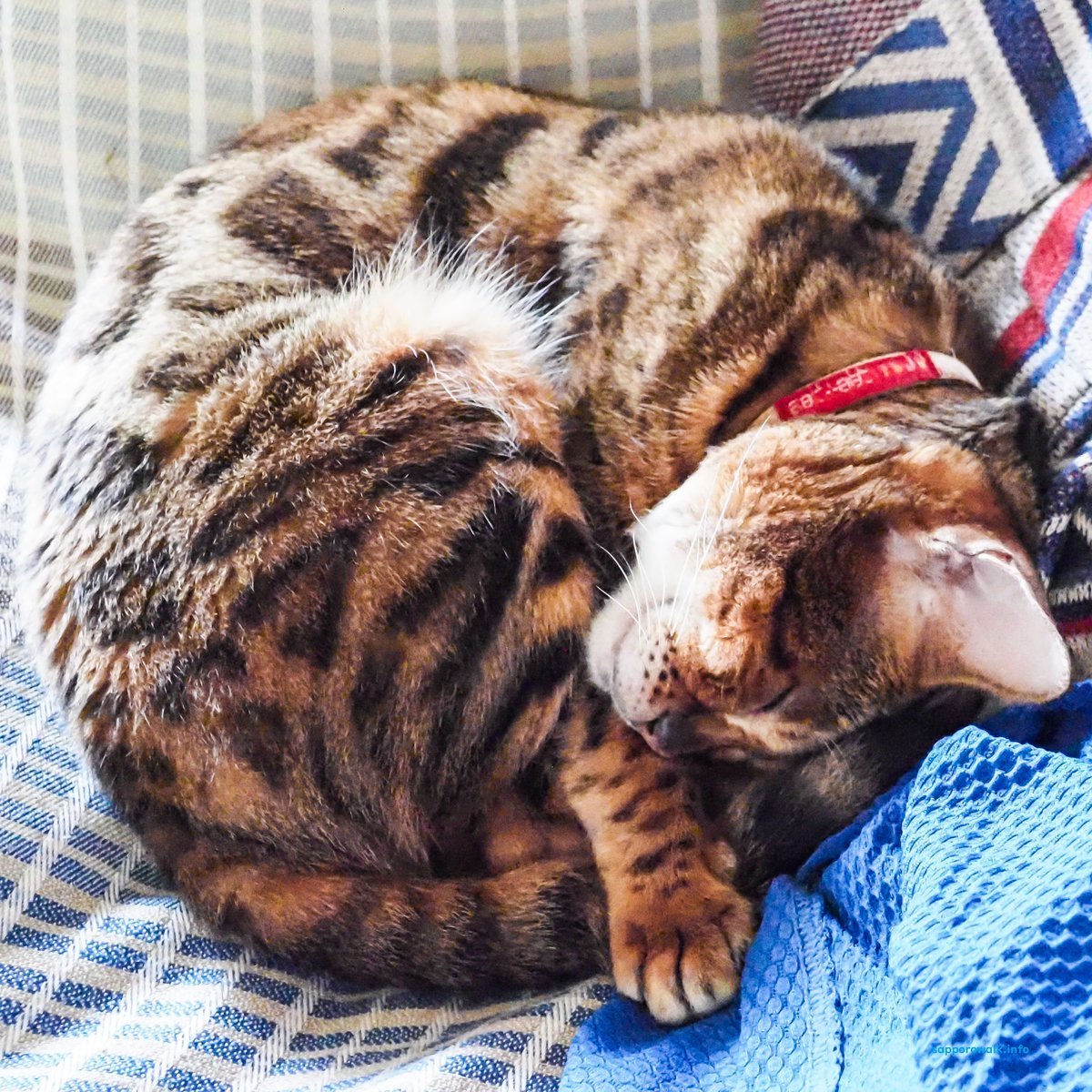 walker_sapporo's tweet image. 昨日の格言
　「愚かなる者には沈黙にまさるものなし。
　　　この事実を知るならば、
　　　　その者は愚かにあらず。」
　　　　　サーディー

＃札幌観光ガイドの会　＃salamander

　猫はこたつで丸くなる💛
　冬の楽しみを見つけに行こう。

sapporowalk.info