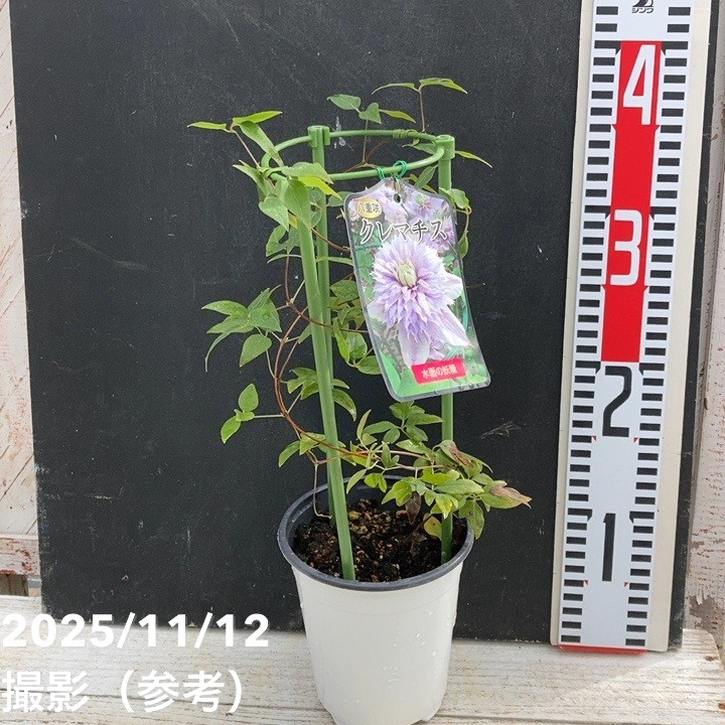 青の妖精リース（クルトン） Ambrosius】 冬の妖精2024 ハンギングドールズ各種 その1【取寄せ商品