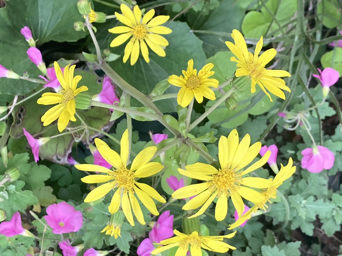 man_e_mon's tweet image. 家のあちこちでツワブキが黄色い。