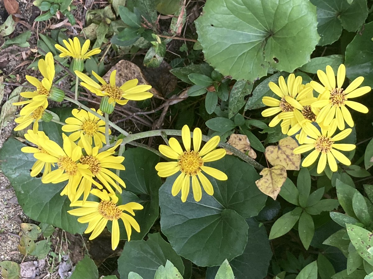 man_e_mon's tweet image. 家のあちこちでツワブキが黄色い。