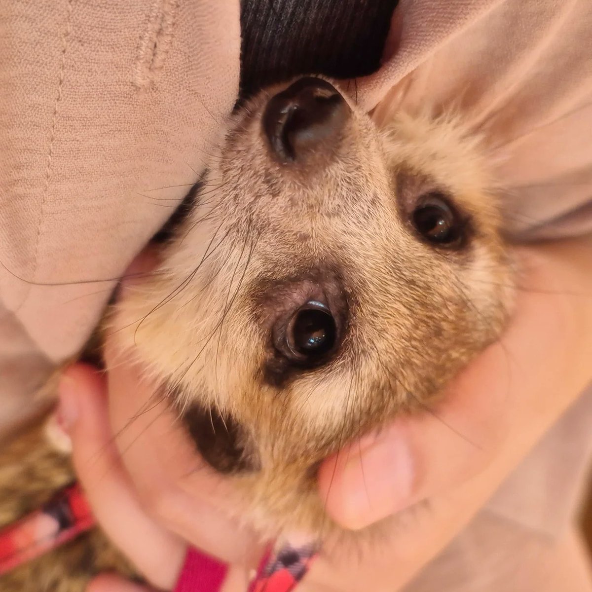 googoo_cafe's tweet image. 診察をおとなしく待つ、きゅるるんお目目のサルサちゃん🩷

なんと…遂にサルサちゃんのお迎えが決まりました🎉✨😆✨🎊

これで さくら🌸組の卒園可能なミーアちゃん達は全員卒園 となり、今月いっぱいでさくら組は終了となります🥲

オープンから2年間ずっと一緒に過ごしてきた子たちが…