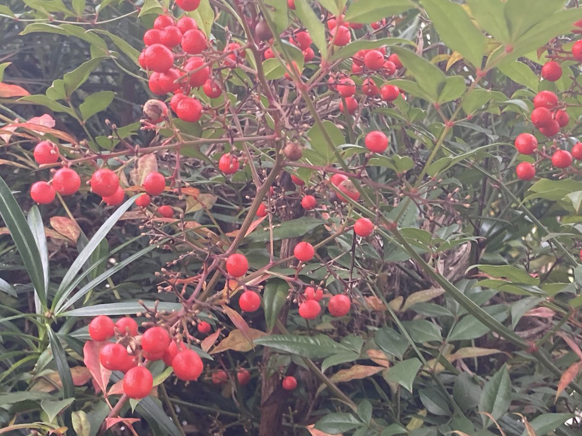 man_e_mon's tweet image. 家のあちこちで、ナンテンが赤い。