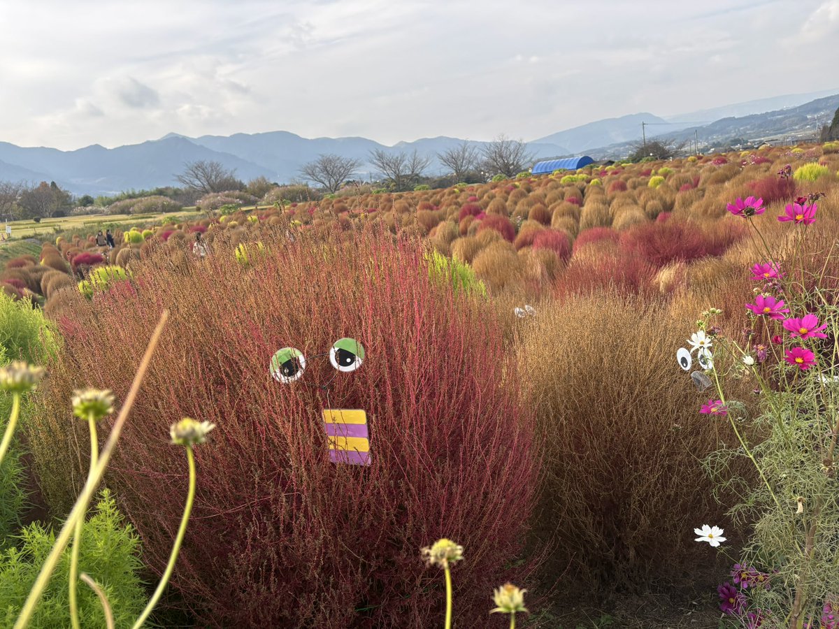 しろくろ tweet media