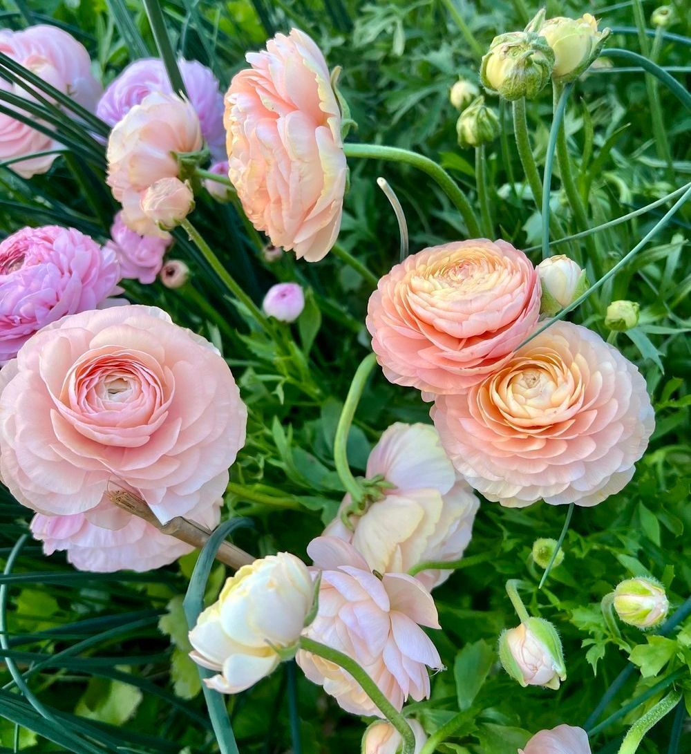 talius's tweet image. Ranunculus Elegance Pastello flowers for you this morning ❤️ 
Have an enchanting Monday and Tuesday 🤗