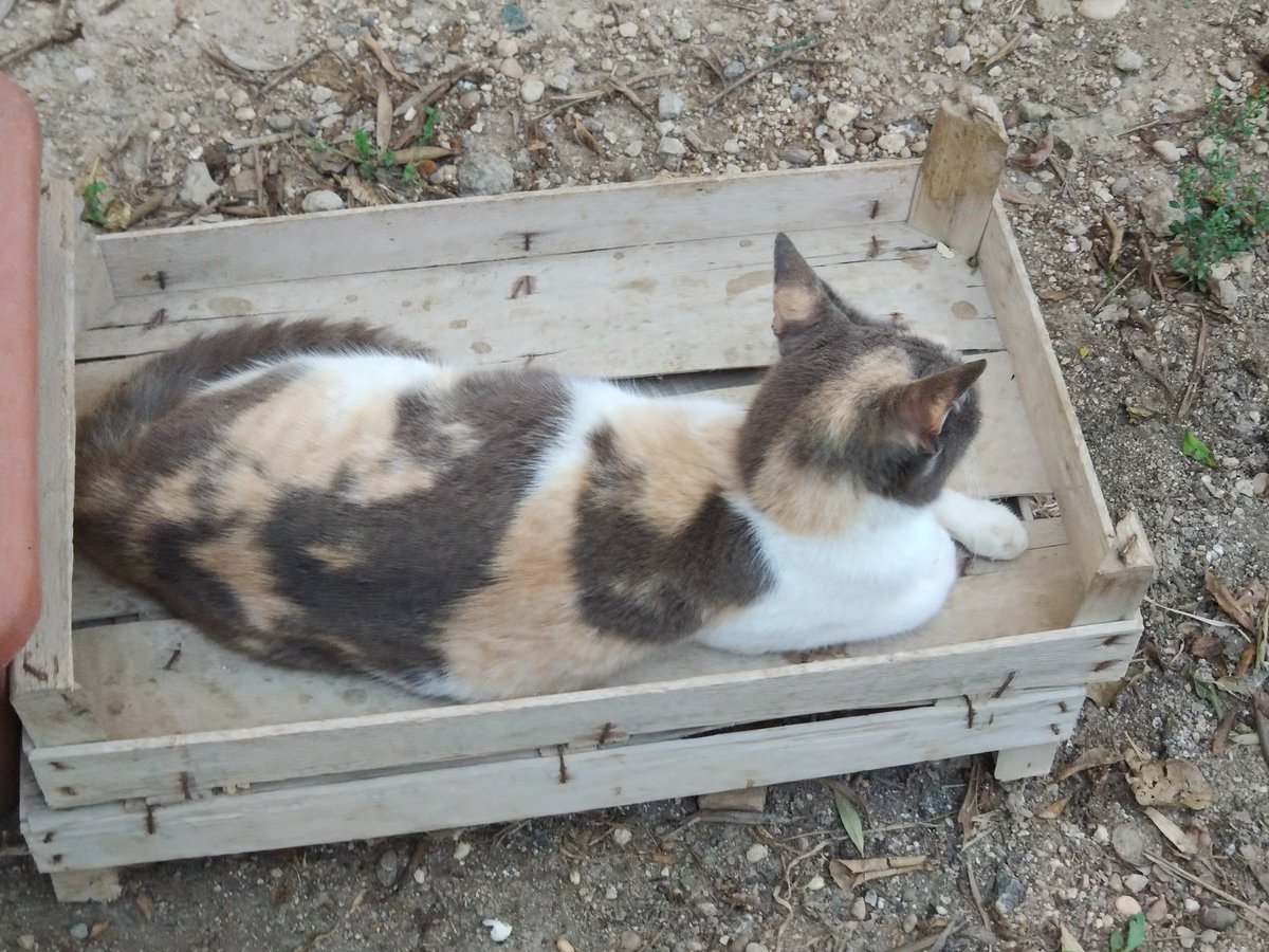 Pippin relaxing after tea. 
#TheGozoDailyCat #feralcats #busycat #GardenFamily