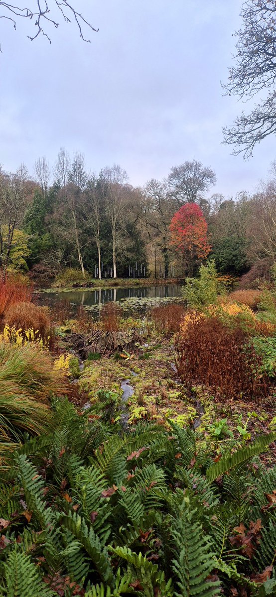 lovely_plot's tweet image. Recent visit to RHS Rosemoor 🍁