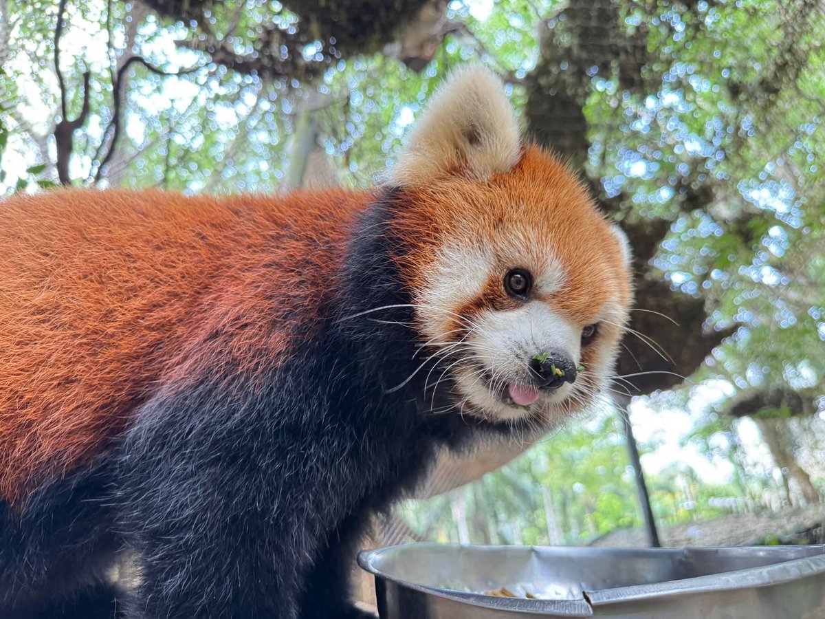 KhaokheowZoo's tweet image. เชิญชมความน่ารักของ น้องฮานะ–ฮาชิ แพนด้าแดงสุดคิวท์ ได้ทุกวันที่ สวนสัตว์เปิดเขาเขียว 🥰
มาร่วมสัมผัสเสน่ห์ความขี้เล่น และความน่ารักแบบใกล้ชิดของแพนด้าแดงได้ที่ส่วนแสดงมหัศจรรย์สัตว์โลก

#ฮานะ #ฮาชิ
#แพนด้าแดง
#ส่วนแสดงมหัศจรรย์สัตว์โลก
#สวนสัตว์เปิดเขาเขียว
#ชลบุรี