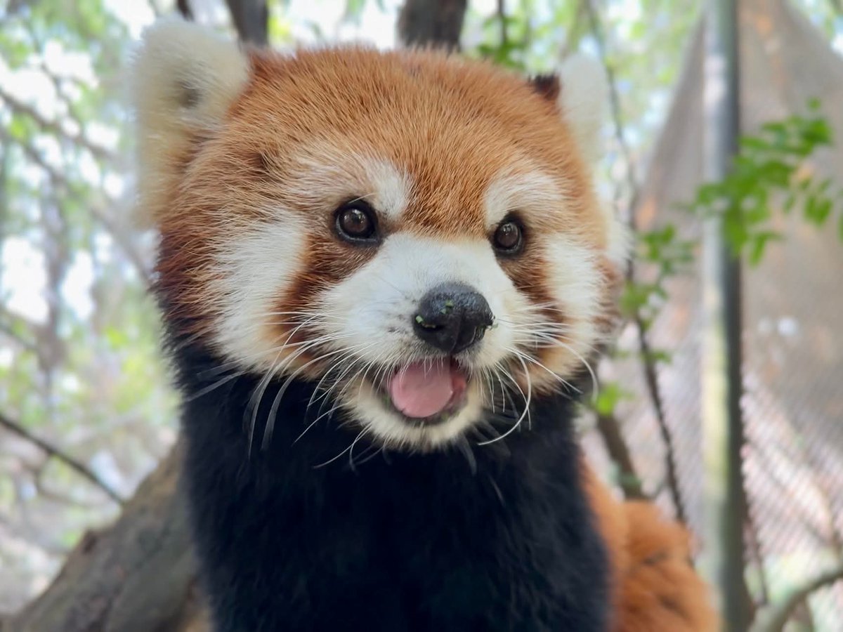 KhaokheowZoo's tweet image. เชิญชมความน่ารักของ น้องฮานะ–ฮาชิ แพนด้าแดงสุดคิวท์ ได้ทุกวันที่ สวนสัตว์เปิดเขาเขียว 🥰
มาร่วมสัมผัสเสน่ห์ความขี้เล่น และความน่ารักแบบใกล้ชิดของแพนด้าแดงได้ที่ส่วนแสดงมหัศจรรย์สัตว์โลก

#ฮานะ #ฮาชิ
#แพนด้าแดง
#ส่วนแสดงมหัศจรรย์สัตว์โลก
#สวนสัตว์เปิดเขาเขียว
#ชลบุรี