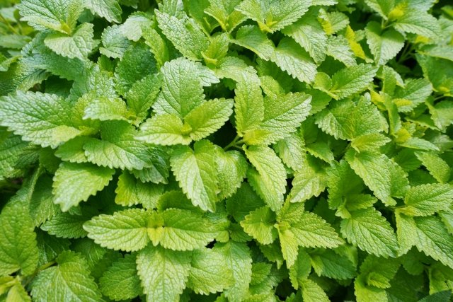 puropuru_0411's tweet image. おはよう横浜🌥️
バッタとハーブ　バジルやシソなどハーブとっても美味しいですが、バッタに食害されることがよくあります
食欲旺盛なバッタの被害を防ぐためには、防虫ネットを使用するのが物理的にバッタを防ぎ家庭菜園を長く楽しむことができます