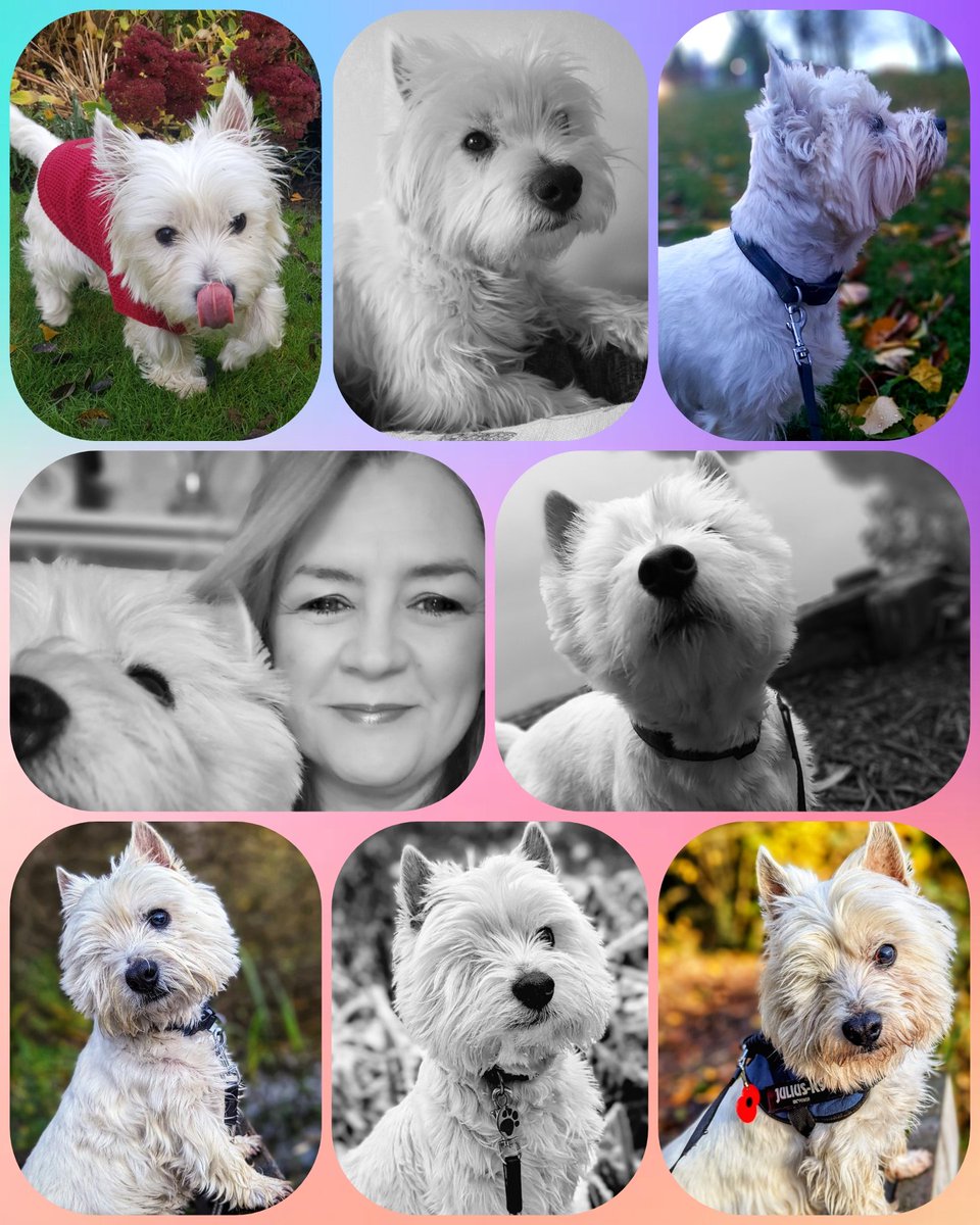 snoopysue71's tweet image. This special collage celebrates 7 years since #Ready4Freddie started🎉
One photo from every November, 2018 to this November 2025 ✨
Freddie was 2 years old in 2018 &amp;amp; as most of you know he had to have his right eye removed in 2022
I just want to take this opportunity to thank you…