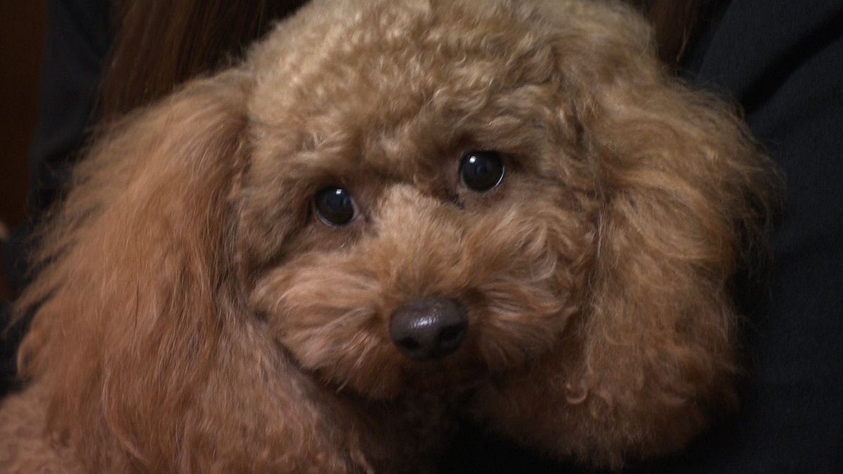 cx_mezamashi's tweet image. #きょうのわんこ に登場してくれたのは「あずき」でした🐶仲良く暮らす「こむぎ」との散歩が大好き👬「こむぎ」の隣でうれしくて２本足で歩くんだって😉

きょうのわんこはFODで無料配信中→fod.fujitv.co.jp/title/3291/

#めざましテレビ