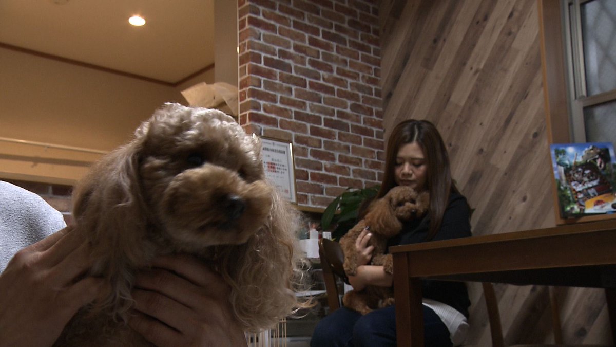 cx_mezamashi's tweet image. #きょうのわんこ に登場してくれたのは「あずき」でした🐶仲良く暮らす「こむぎ」との散歩が大好き👬「こむぎ」の隣でうれしくて２本足で歩くんだって😉

きょうのわんこはFODで無料配信中→fod.fujitv.co.jp/title/3291/

#めざましテレビ