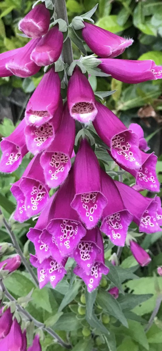 Andy6hutch's tweet image. Morning💕…. Happy Monday 😊….. Have a blinder…. #HutchGarden #MyGarden #Foxglove #GardeningX #MagentaMonday
