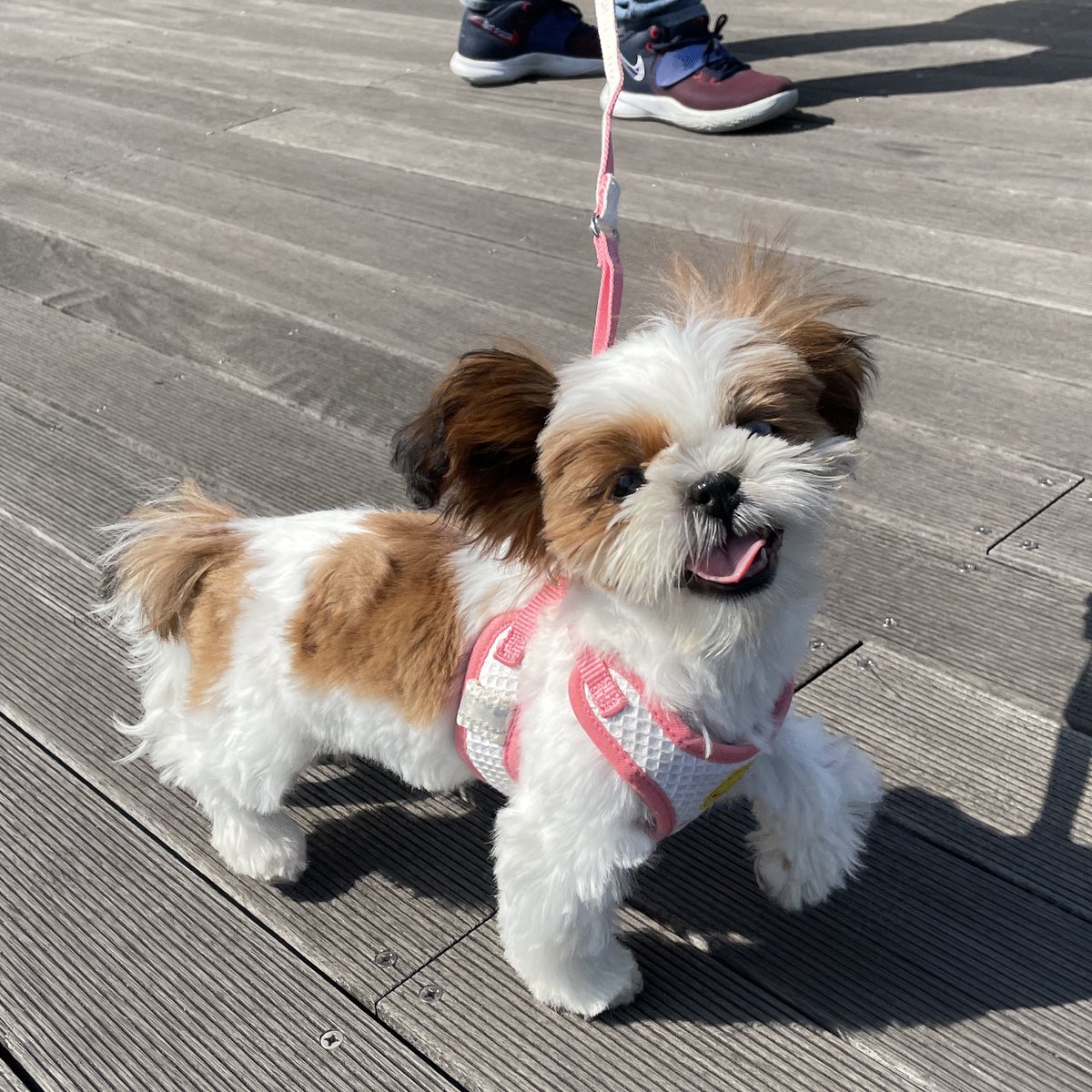 シーズーのズーコ♂ (@shih_tzu_co) / Posts / X