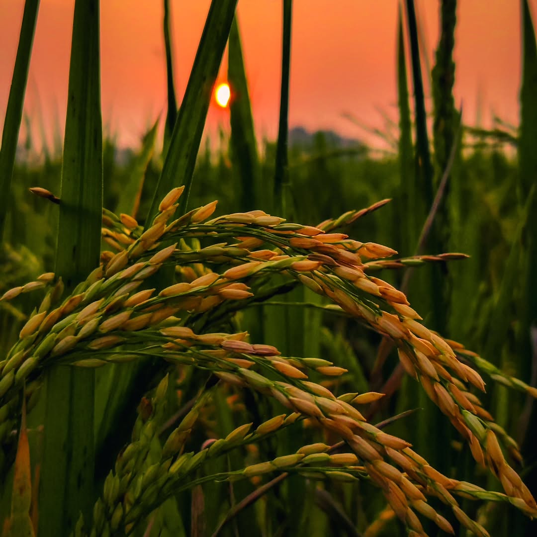 Leaf and sun 🤓🫣
#theme_pic_India_leaf