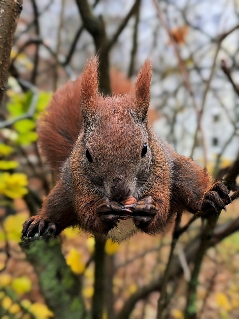 Guten Morgen aus Nusshausen 🐿