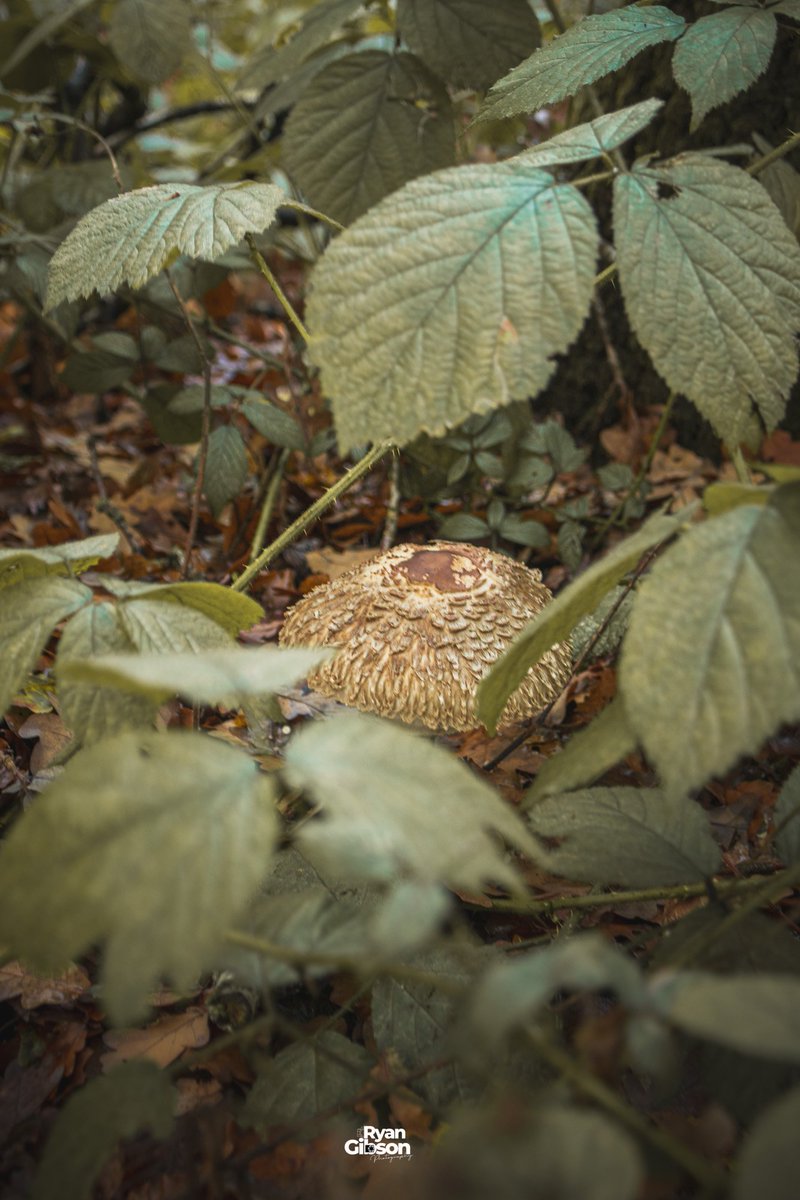 Ryan2gibson's tweet image. Just Mushroomring around! 

Great walk yesterday through Danbury woods before the temperature drops through the roof.

#mushroomhunting #mushroomphotography #mushroom