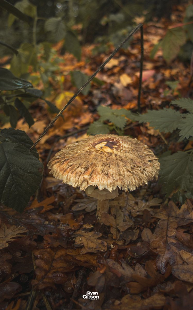 Ryan2gibson's tweet image. Just Mushroomring around! 

Great walk yesterday through Danbury woods before the temperature drops through the roof.

#mushroomhunting #mushroomphotography #mushroom
