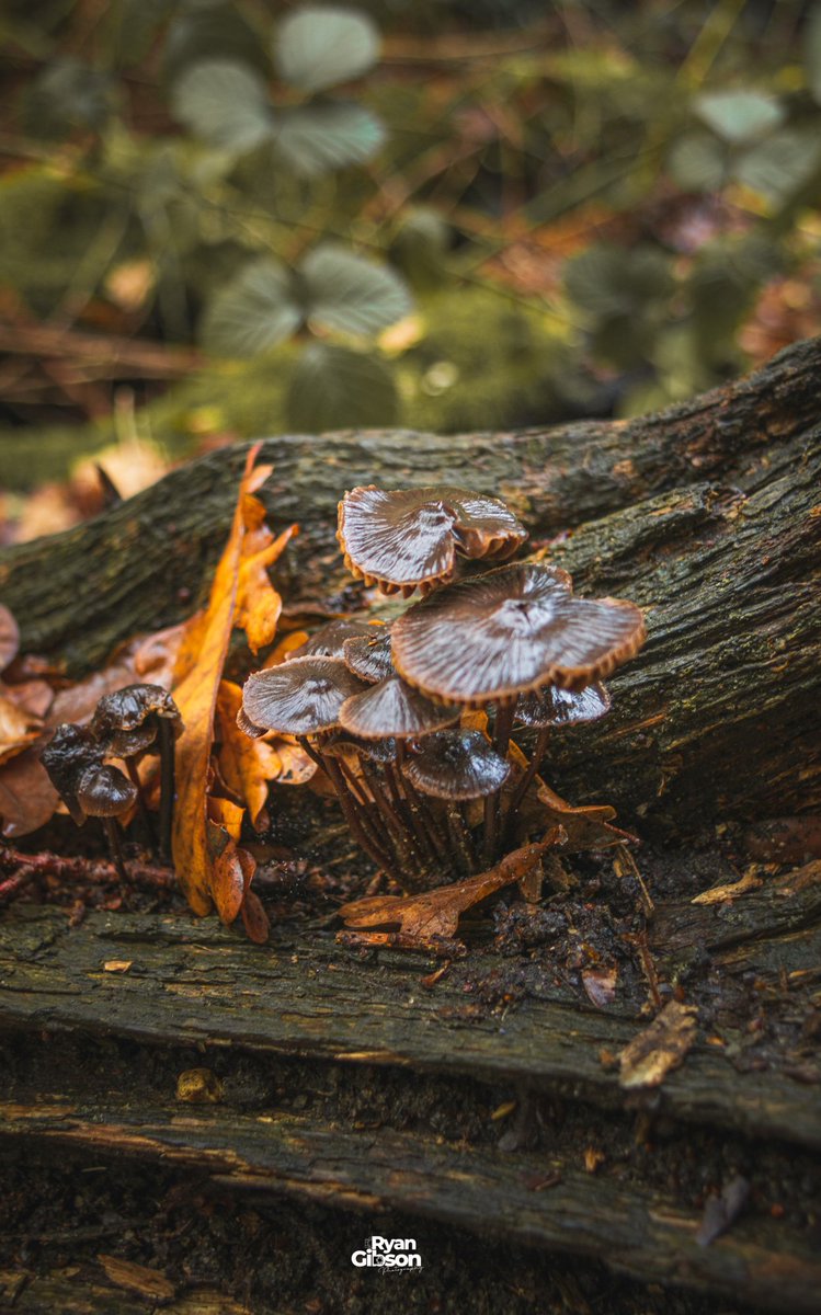 Ryan2gibson's tweet image. Just Mushroomring around! 

Great walk yesterday through Danbury woods before the temperature drops through the roof.

#mushroomhunting #mushroomphotography #mushroom