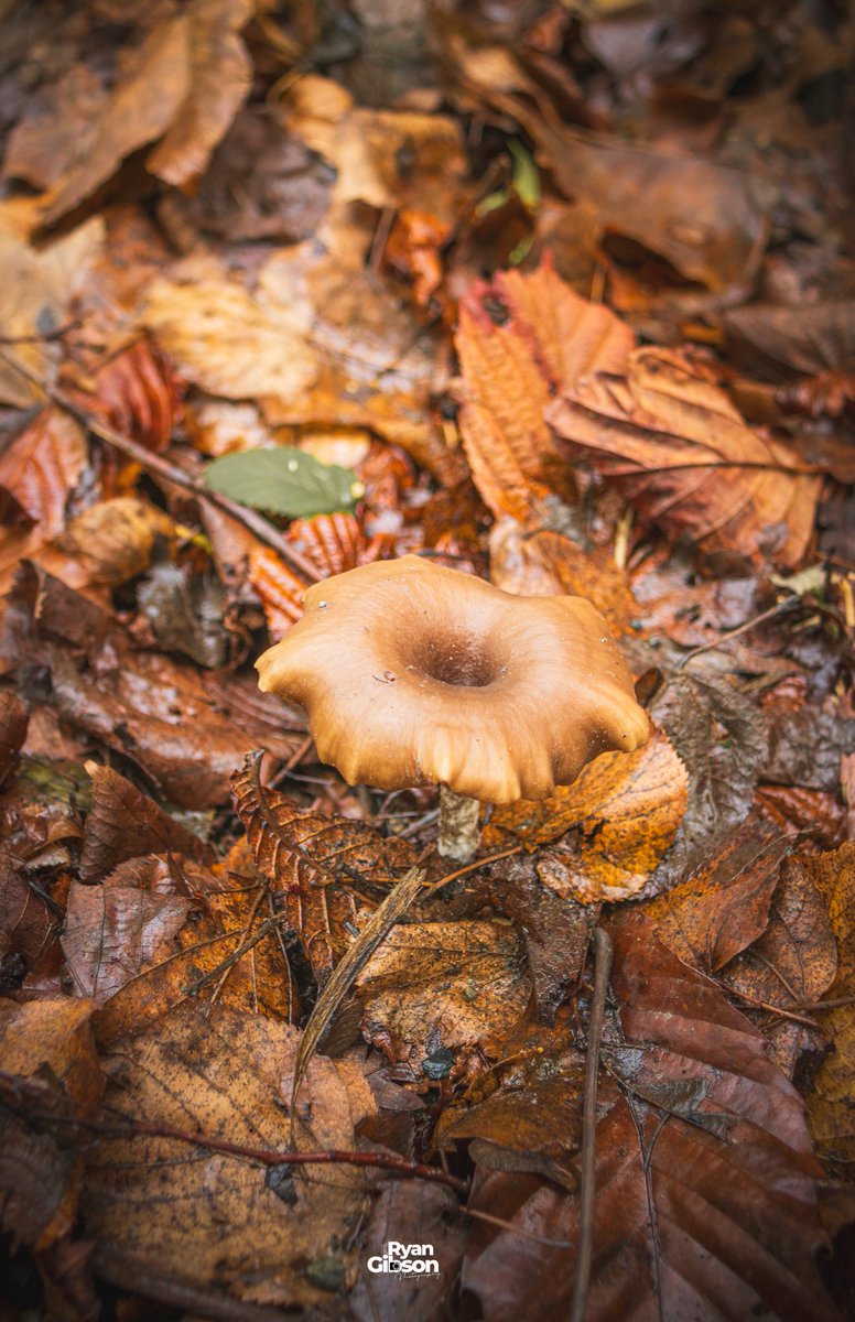 Ryan2gibson's tweet image. Just Mushroomring around! 

Great walk yesterday through Danbury woods before the temperature drops through the roof.

#mushroomhunting #mushroomphotography #mushroom
