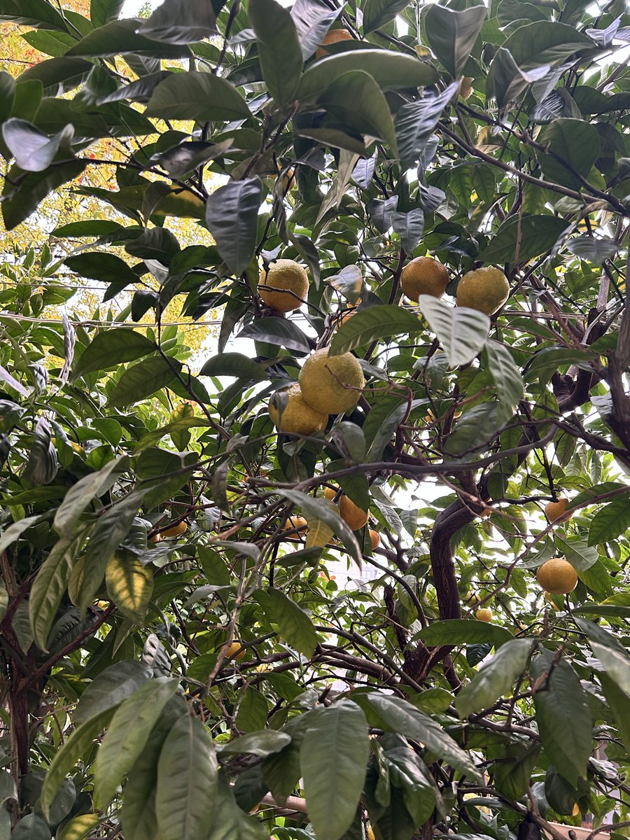 と、とくに理由なんてないんだからねっ（関係もない）
っていうか普通にミカンがなってる木がはえてるのが驚きなんだよね。かわいいね。