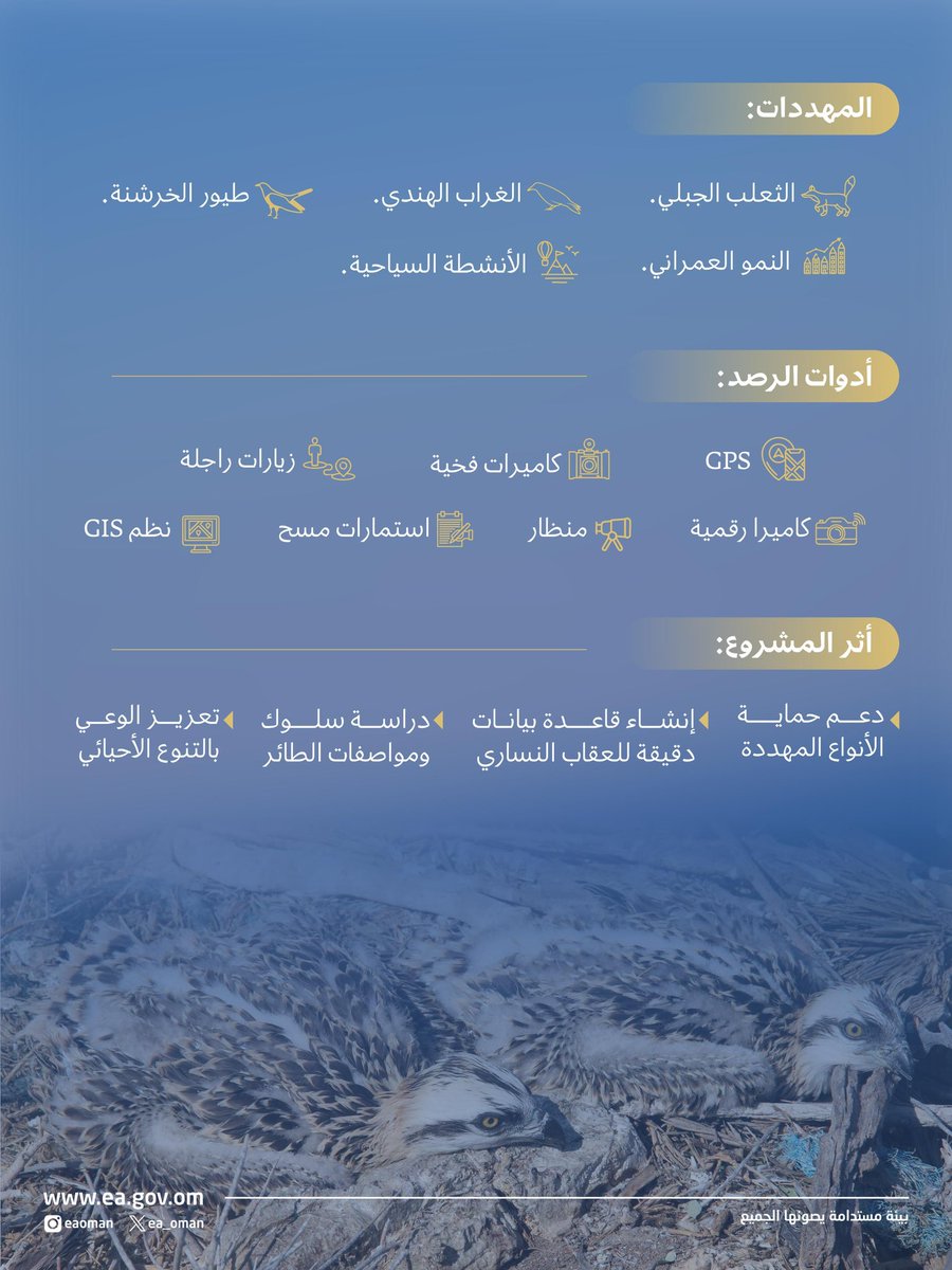 ea_oman's tweet photo. العقاب النساري يعود ليحكي قصة الطبيعة في محافظة مسندم،

#هيئة_البيئة ترصد هذا العام 45 عشًّا و90 طائرًا في واحد من أهم مواقع التعشيش، في نتائج تؤكد قيمة مسندم كملاذ فريد لهذا الطائر البحري، وخطوة تعزز حماية التنوع الأحيائي في سلطنة عُمان. https://t.co/je6P7tXm3i