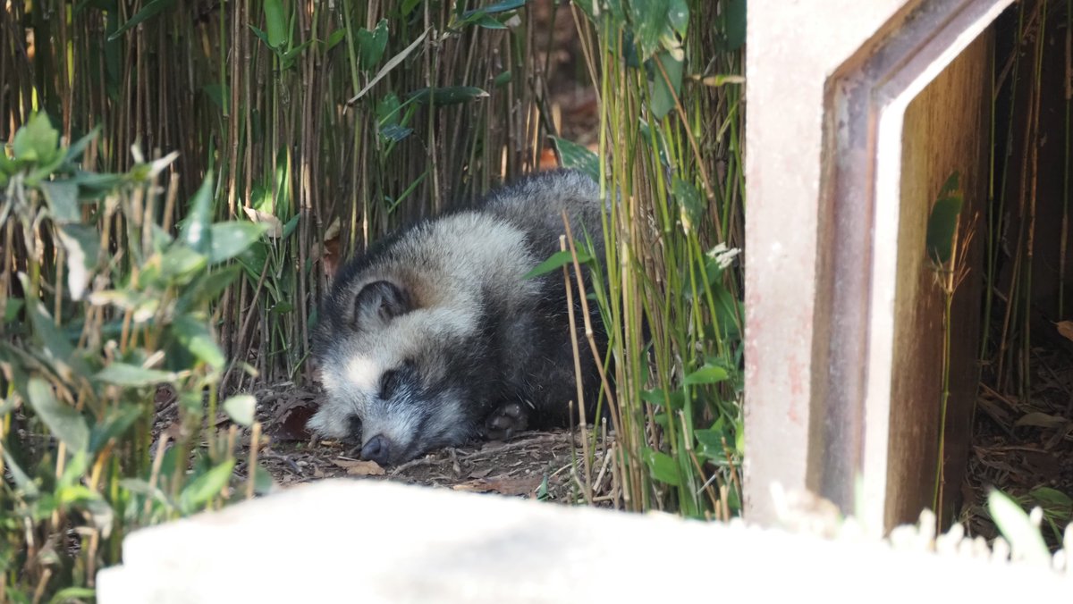 Post by ほしたかゆき（ほしじろ） on X: すやりたぬー