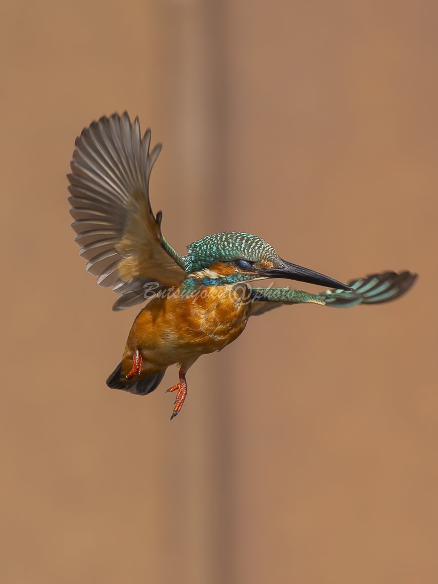 マイクロフォーサーズ