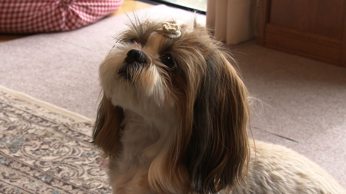 cx_mezamashi's tweet image. #きょうのわんこ に登場してくれたのは「もなか」でした🐶ボール遊びが大好き⚾️ボールを投げてもらうとなぜか前足を使ってクッションの下に隠すんだって😆

きょうのわんこはFODで無料配信中→fod.fujitv.co.jp/title/3291/

#めざましテレビ