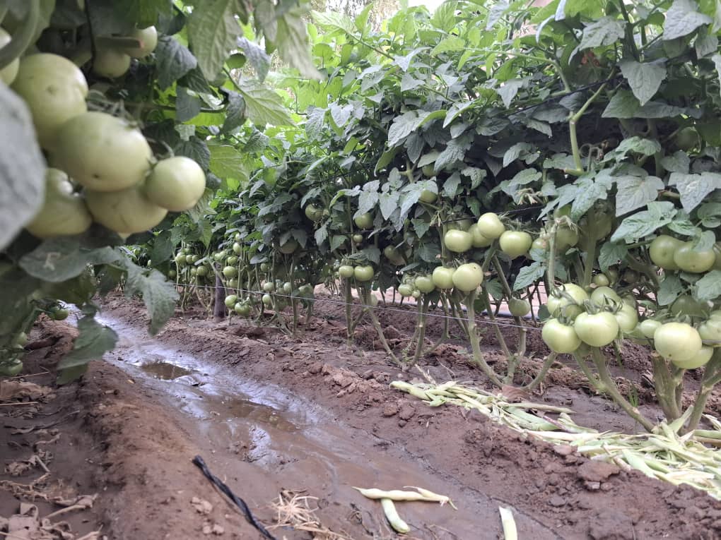 TheSeedlingHub's tweet image. The Foundation of a Bountiful Harvest is a Quality Seedling.
Look at the incredible results Mr. Mugari achieved with Tomato Star 9009 variety in Madziva. His success isn't an exception it's the standard we deliver. At Seedling Hub, we provide resilient, high-yielding seedlings