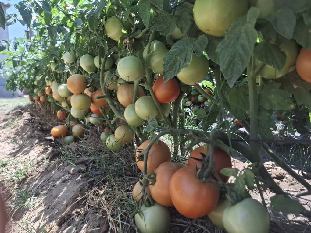 TheSeedlingHub's tweet image. The Foundation of a Bountiful Harvest is a Quality Seedling.
Look at the incredible results Mr. Mugari achieved with Tomato Star 9009 variety in Madziva. His success isn't an exception it's the standard we deliver. At Seedling Hub, we provide resilient, high-yielding seedlings