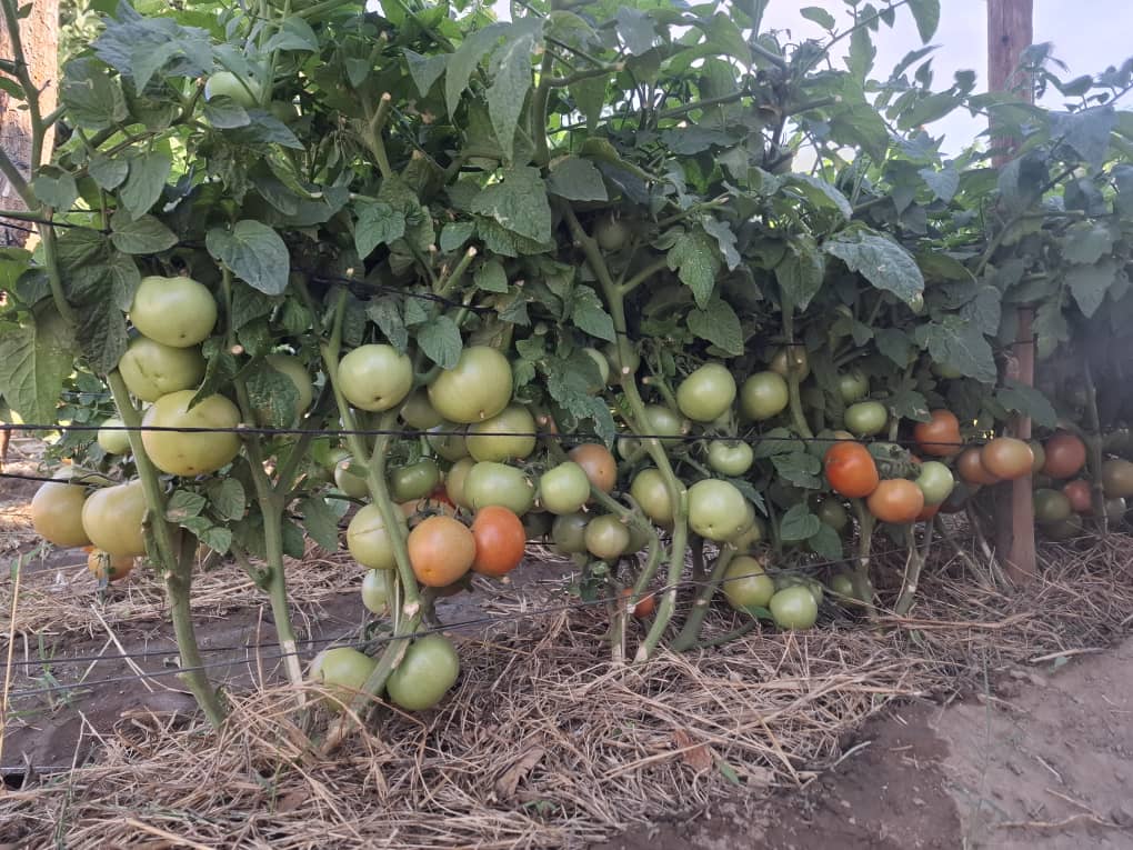 TheSeedlingHub's tweet image. The Foundation of a Bountiful Harvest is a Quality Seedling.
Look at the incredible results Mr. Mugari achieved with Tomato Star 9009 variety in Madziva. His success isn't an exception it's the standard we deliver. At Seedling Hub, we provide resilient, high-yielding seedlings