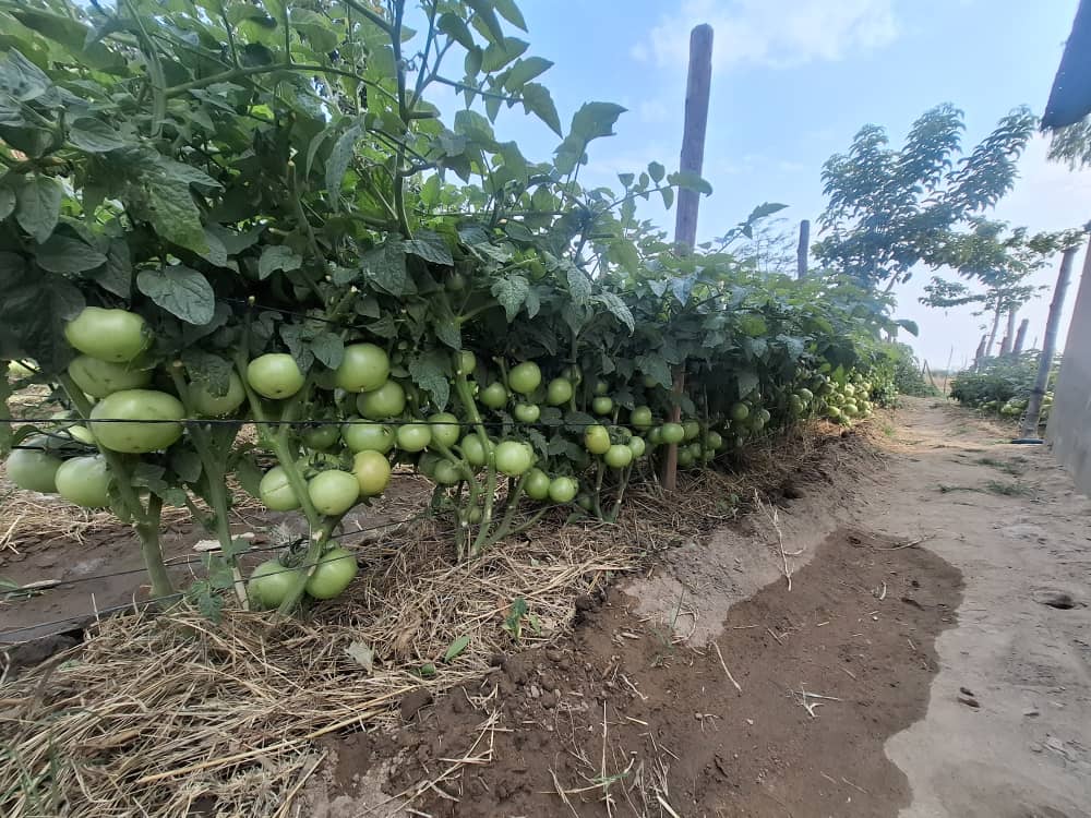 TheSeedlingHub's tweet image. The Foundation of a Bountiful Harvest is a Quality Seedling.
Look at the incredible results Mr. Mugari achieved with Tomato Star 9009 variety in Madziva. His success isn't an exception it's the standard we deliver. At Seedling Hub, we provide resilient, high-yielding seedlings