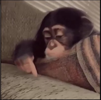 auntieguest's tweet image. reminder that gifs like these are abused and trafficked animals