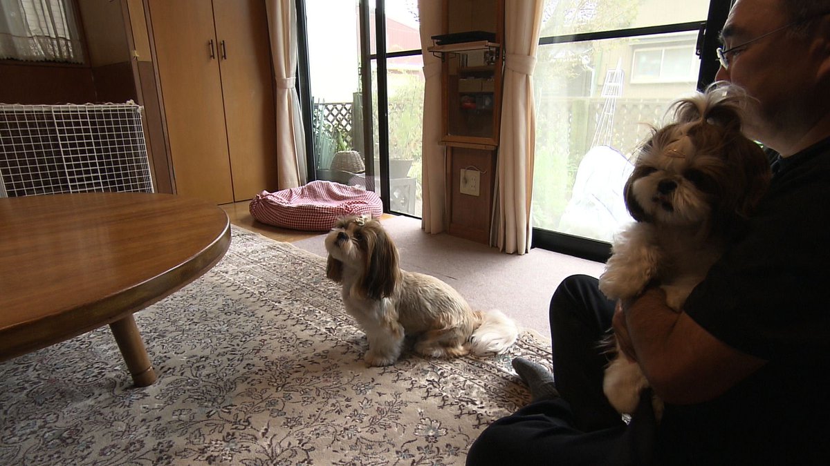 cx_mezamashi's tweet image. #きょうのわんこ に登場してくれたのは「もなか」でした🐶ボール遊びが大好き⚾️ボールを投げてもらうとなぜか前足を使ってクッションの下に隠すんだって😆

きょうのわんこはFODで無料配信中→fod.fujitv.co.jp/title/3291/

#めざましテレビ