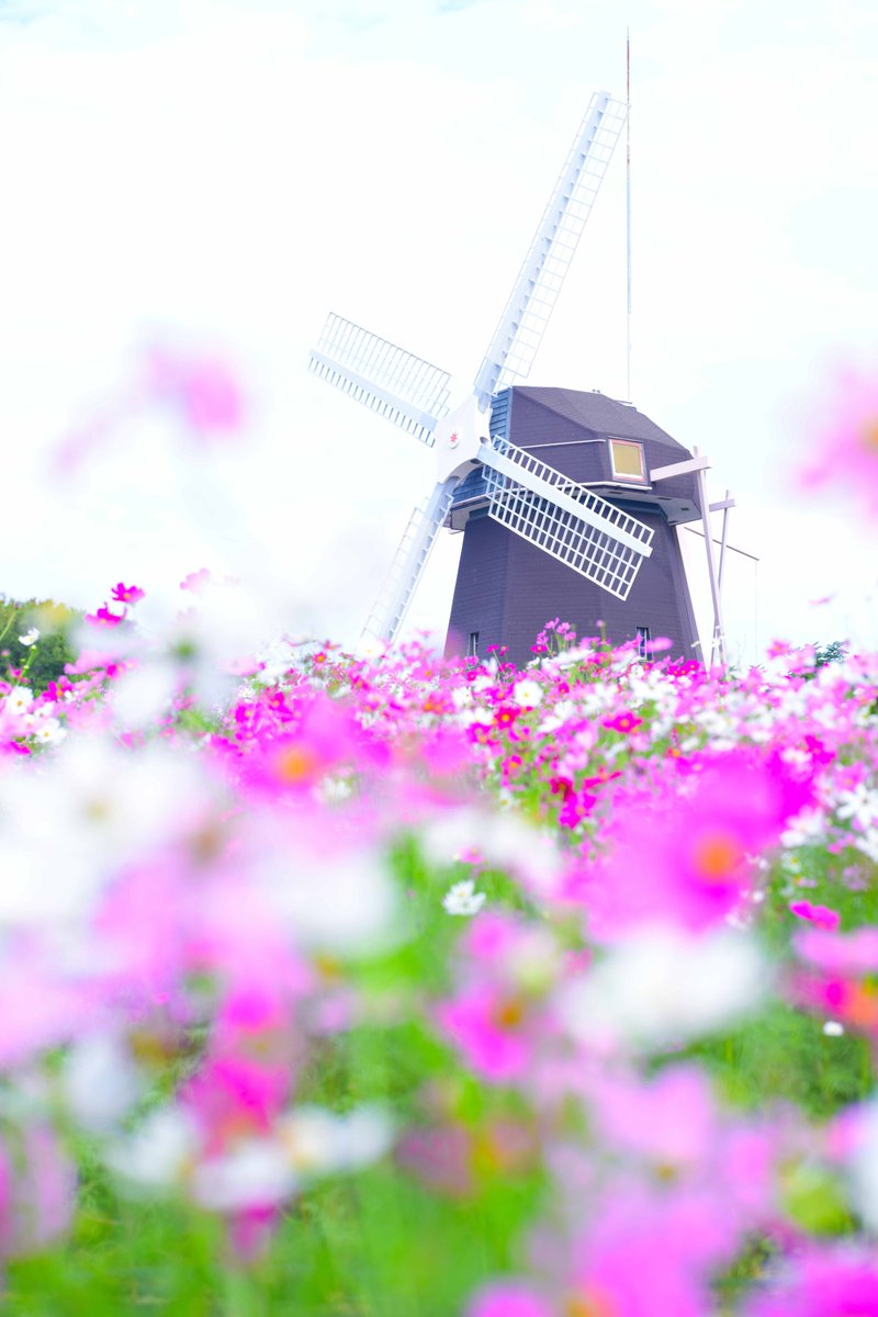 さよなら秋桜また来年 ＃大阪カメラ部 ＃Nikon