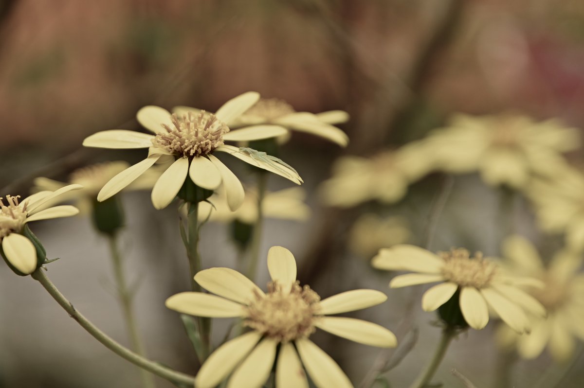 CyPm4f's tweet image. #写真好きな人と繋がりたい
今日は宮崎県高原町をブラブラ📷
何をしたい訳でもなく、ただただ無駄な時間を過ごす。無駄って事はないけど、普段めっちゃバタバタとした生活と仕事をしていると、たまにはこんな時間の使い方があってもいいかな😌