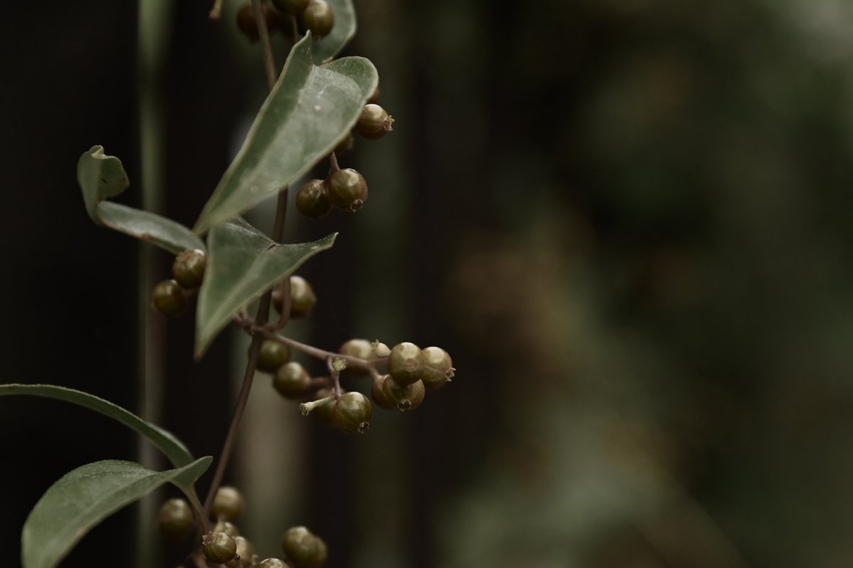 CyPm4f's tweet image. #写真好きな人と繋がりたい
今日は宮崎県高原町をブラブラ📷
何をしたい訳でもなく、ただただ無駄な時間を過ごす。無駄って事はないけど、普段めっちゃバタバタとした生活と仕事をしていると、たまにはこんな時間の使い方があってもいいかな😌